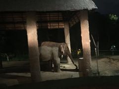 -清迈夜间动物园