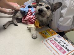 -瑞派康怡24h宠物医院·犬猫医疗中心·微创绝育(瑞景分院)
