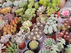 -金科花卉市场
