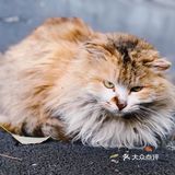 “共享领养”是什么骚操作 请确认好责任再来领养