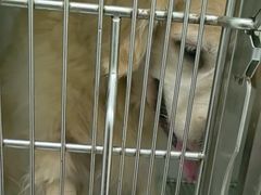 -佳雯宠物医院·皮肤科·内外科(春晓路分院)