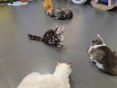 -十年猫舍·猫咪专门店(普陀店)