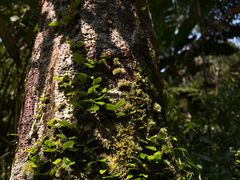 -海南热带雨林国家公园吊罗山景区