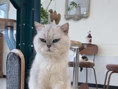 -共舞时光猫咖·狗咖(新街口店)
