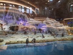 -帝企鹅自助餐厅•儿童岛•真企鹅(长隆企鹅酒店)