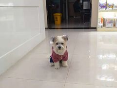 -安安宠物医院(情缘分院)