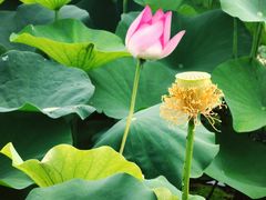 -荷塘月色湿地公园·向阳花洲