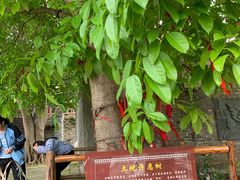 -扬美古镇景区