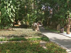 -瑞丽独树成林风景区