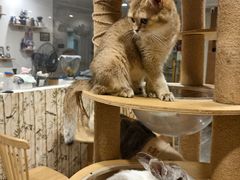-楼上猫咖(罗湖店)