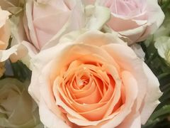 -BOBLOOM花店(宝龙旭辉广场店)