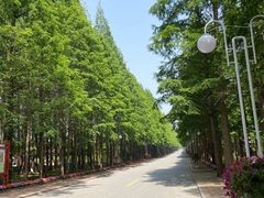 -日照海滨国家森林公园