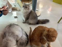 -平行世界·猫咖(首经贸店)