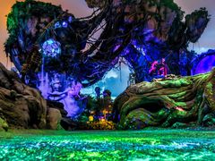 -奥兰多迪士尼动物王国乐园