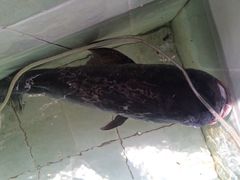 iphone_upload_pic-白洋淀锅里口灶台鱼