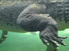 -悉尼海洋生物水族馆