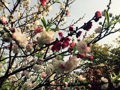 -桃花岛景观公园