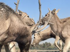 -溱湖国家湿地公园