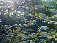 -上海海洋水族馆