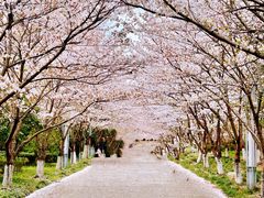 -高东镇樱花园