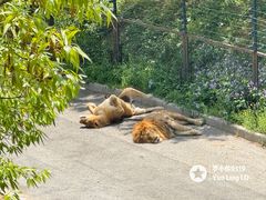 -大连森林动物园