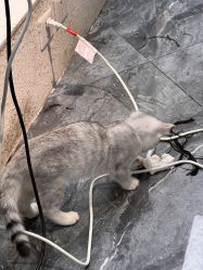 -Sying杉影日式烫染專門店