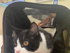 -艾吉宠物医院·疑难杂症转诊中心·猫友好(碧江路院)