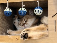-Let's go狗咖·猫咖·奶狗·桌游(春熙路IFS店)