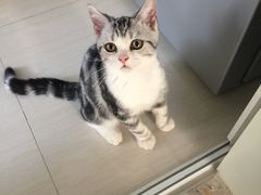 -十年猫舍·猫咪专门店(普陀店)