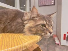 -楼上猫咖(罗湖店)