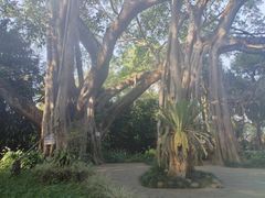 -瑞丽独树成林风景区