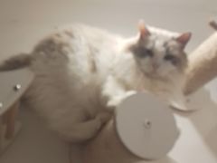 -楼上猫咖(罗湖店)