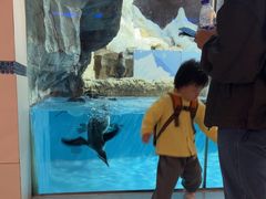 -帝企鹅自助餐厅•儿童岛•真企鹅(长隆企鹅酒店)