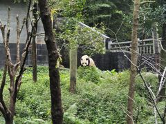 -中国大熊猫保护研究中心雅安碧峰峡基地