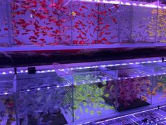 -金三角花鸟鱼综合市场-地面停车场