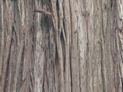 -南岳衡山风景名胜区-南岳大庙