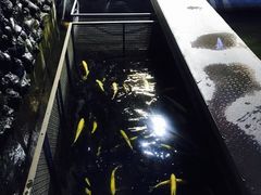 -京北渔家傲