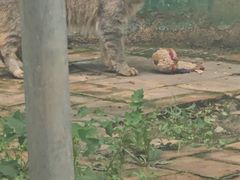 -青藏高原野生动物园