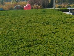 -羊亭河湿地公园