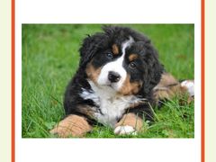 -翊宠yipet猫狗购宠庄园犬舍•猫舍