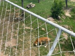 -西霞口神雕山野生动物世界
