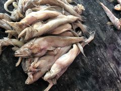 -何庄子阿米玛玛农产品批发市场
