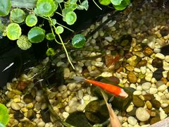 -土桥老街黄鸭子(清淳家园店)