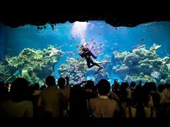 -芜湖新华联大白鲸海洋公园