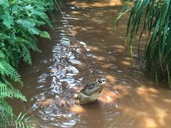 -海南热带野生动植物园