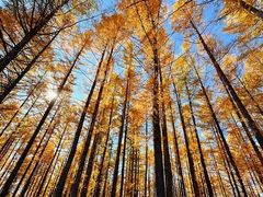 -塞罕坝国家级自然保护区