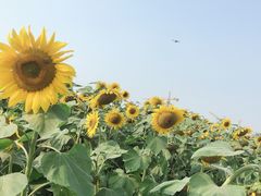 -映月湖中央公园