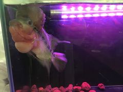 大堂-腾格勒烤羊腿