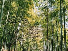-苏州上方山国家森林公园