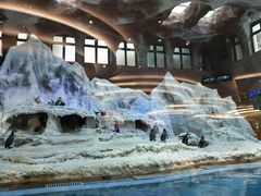 景观位-帝企鹅自助餐厅•儿童岛•真企鹅(长隆企鹅酒店)